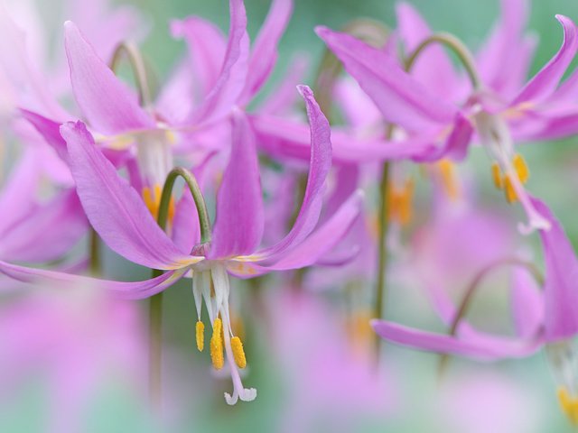 Обои цветы, макро, тычинки, весна, пестики, jacky parker, кандык, flowers, macro, stamens, spring, pistils, kandyk разрешение 2000x1333 Загрузить