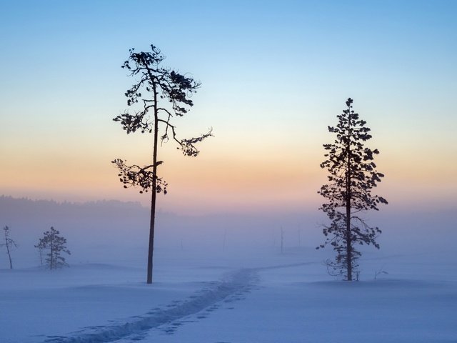 Обои деревья, снег, зима, утро, trees, snow, winter, morning разрешение 2560x1707 Загрузить