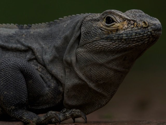 Обои ящерица, рептилия, игуана, lizard, reptile, iguana разрешение 2200x1355 Загрузить