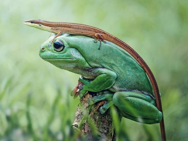 Обои природа, фон, ящерица, лягушка, древесная квакша, nature, background, lizard, frog разрешение 1920x1200 Загрузить