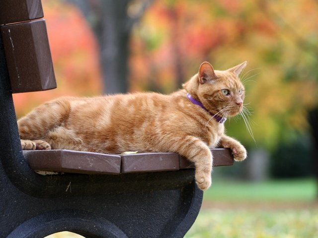 Обои кот, кошка, осень, скамейка, рыжий, боке, рыжий кот, cat, autumn, bench, red, bokeh, red cat разрешение 2560x1706 Загрузить