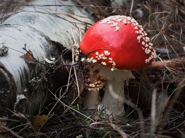Обои природа, фон, грибы, мухомор, nature, background, mushrooms, mushroom разрешение 1920x1280 Загрузить