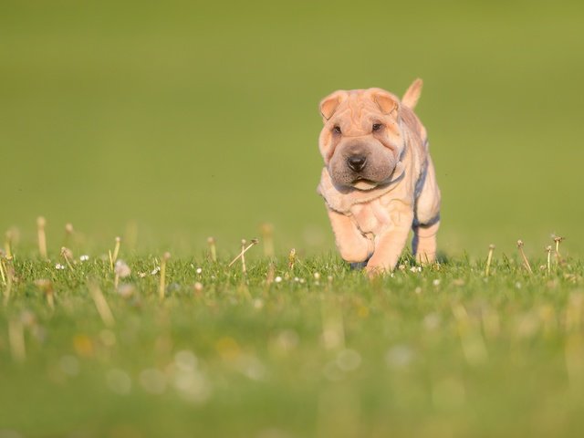 Обои трава, природа, зелень, собака, луг, щенок, боке, шарпей, grass, nature, greens, dog, meadow, puppy, bokeh, sharpay разрешение 3000x2002 Загрузить