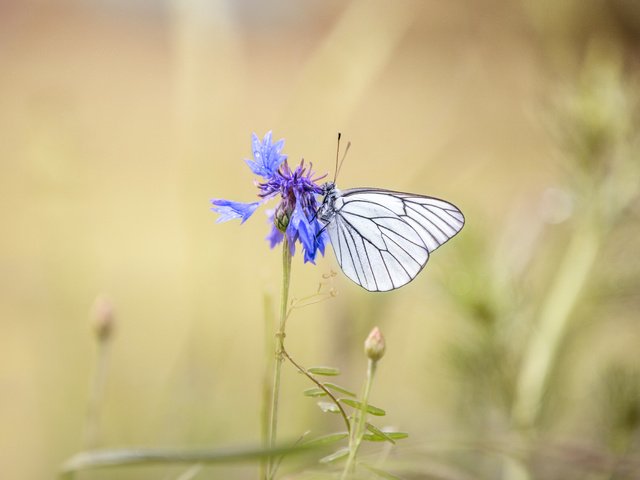 Обои насекомое, цветок, бабочка, крылья, размытость, василек, lena held, insect, flower, butterfly, wings, blur, cornflower разрешение 5172x3448 Загрузить