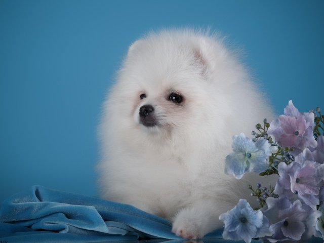 Обои пушистый, белый, щенок, гортензия, шпиц, померанский шпиц, fluffy, white, puppy, hydrangea, spitz, pomeranian разрешение 2880x1800 Загрузить