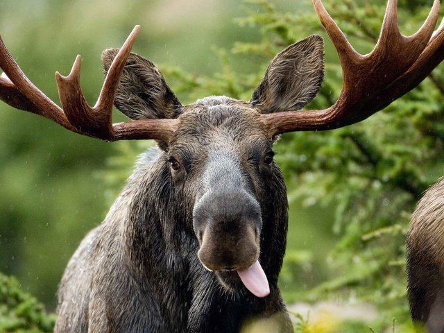 Обои морда, взгляд, рога, язык, дикая природа, лось, face, look, horns, language, wildlife, moose разрешение 2880x1800 Загрузить