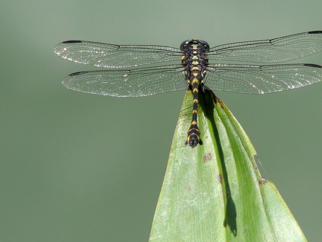 Обои насекомое, крылья, лист, стрекоза, insect, wings, sheet, dragonfly разрешение 2560x1600 Загрузить