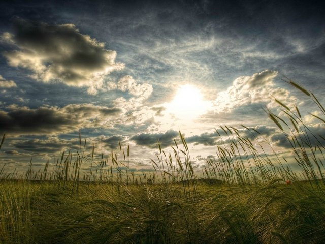 Обои небо, трава, облака, солнце, поле, колоски, the sky, grass, clouds, the sun, field, spikelets разрешение 1920x1080 Загрузить