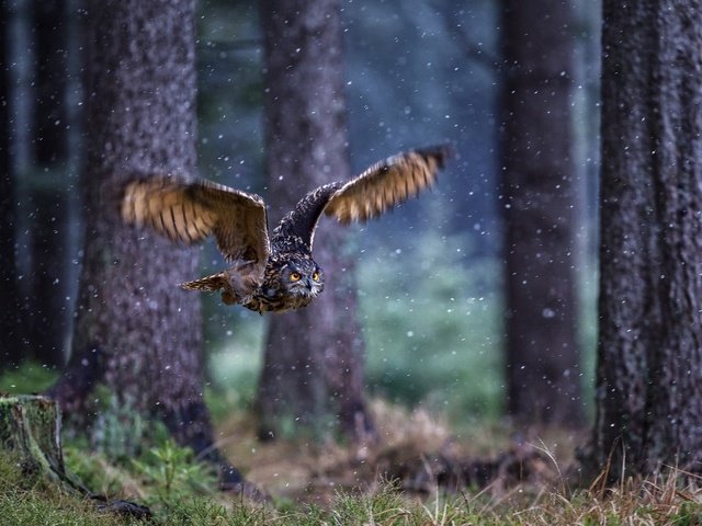 Обои сова, лес, полет, крылья, птица, сова лес полет крылья птица owi forest flight wings dirb, owl, forest, flight, wings, bird, owl forest in flight wings bird flight wings owi forest dirb разрешение 1920x1200 Загрузить