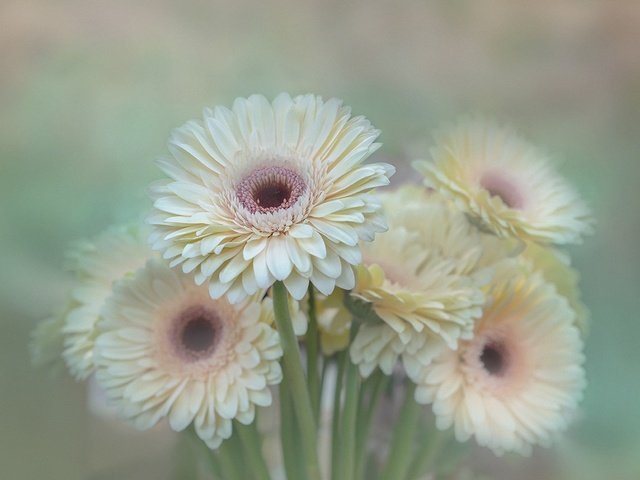 Обои цветы, лепестки, размытость, букет, герберы, flowers, petals, blur, bouquet, gerbera разрешение 1920x1280 Загрузить