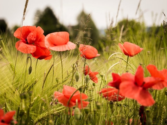 Обои цветы, трава, поле, лепестки, красные, маки, flowers, grass, field, petals, red, maki разрешение 2048x1260 Загрузить