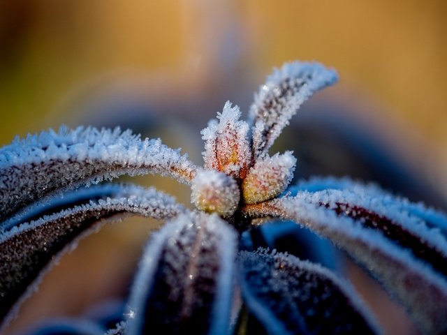 Обои природа, листья, макро, иней, растение, nature, leaves, macro, frost, plant разрешение 4896x3264 Загрузить