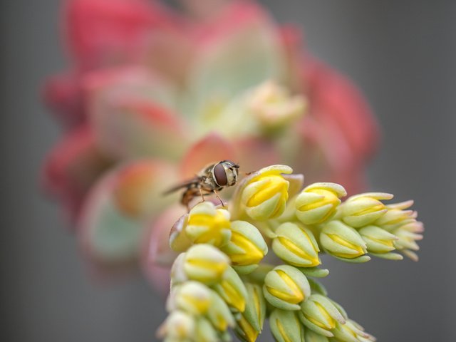 Обои макро, насекомое, цветок, муха, макро. цветок, macro, insect, flower, fly, macro. flower разрешение 6000x4000 Загрузить