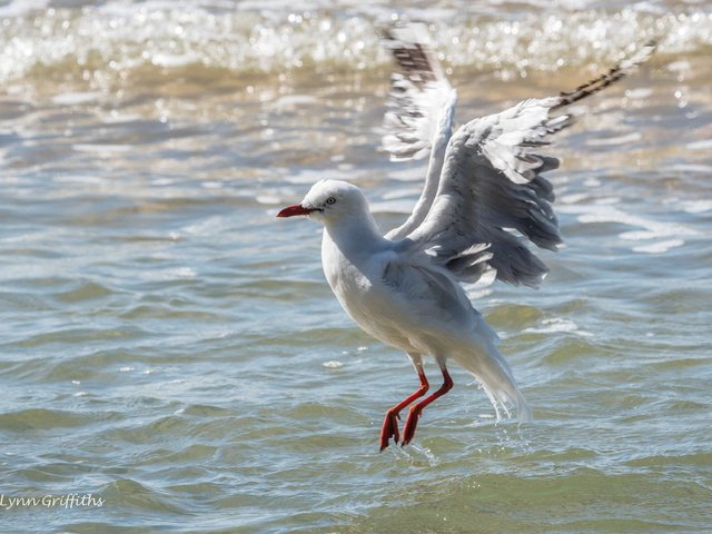 Обои вода, полет, крылья, чайка, птица, lynn griffiths, water, flight, wings, seagull, bird разрешение 3725x2483 Загрузить