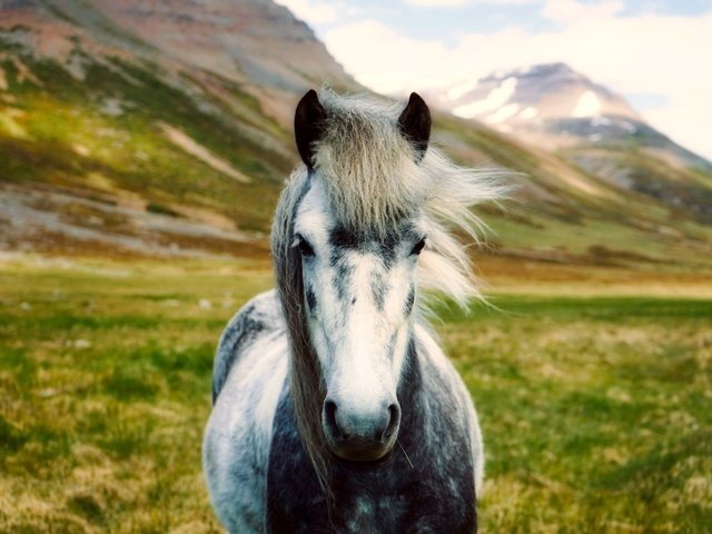 Обои лошадь, горы, пейзаж, долина, исландия, боке, horse, mountains, landscape, valley, iceland, bokeh разрешение 2000x1333 Загрузить