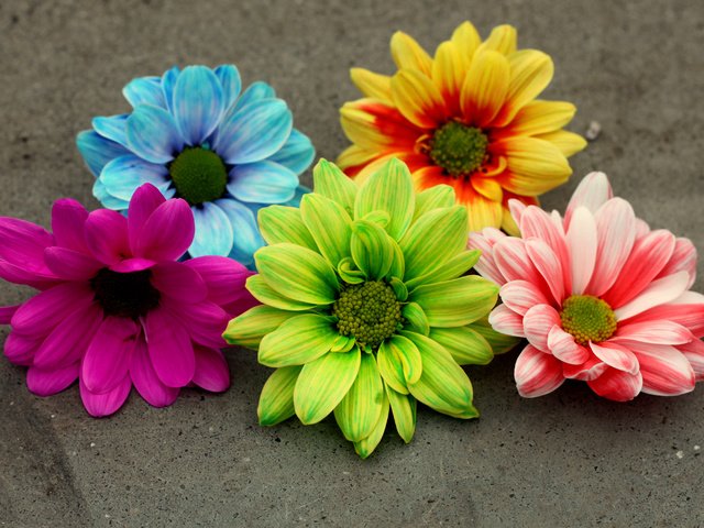 Обои лепестки, разноцветные, герберы,  цветы, petals, colorful, gerbera, flowers разрешение 4200x2800 Загрузить