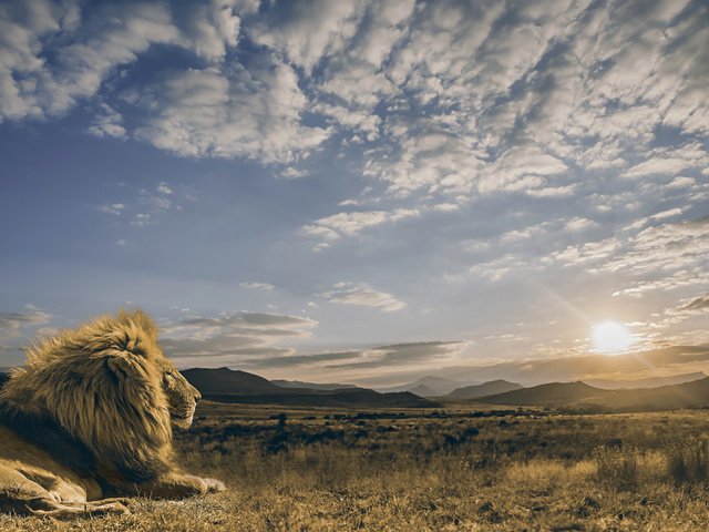 Обои небо, царь зверей, облака, восход, солнце, спокойствие, хищник, лев, саванна, the sky, the king of beasts, clouds, sunrise, the sun, calm, predator, leo, savannah разрешение 3840x2160 Загрузить