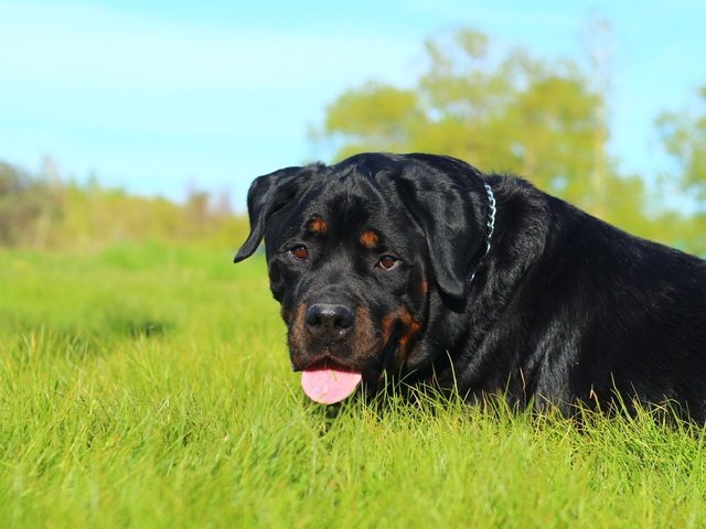 Обои морда, трава, природа, собака, язык, ротвейлер, face, grass, nature, dog, language, rottweiler разрешение 1920x1200 Загрузить