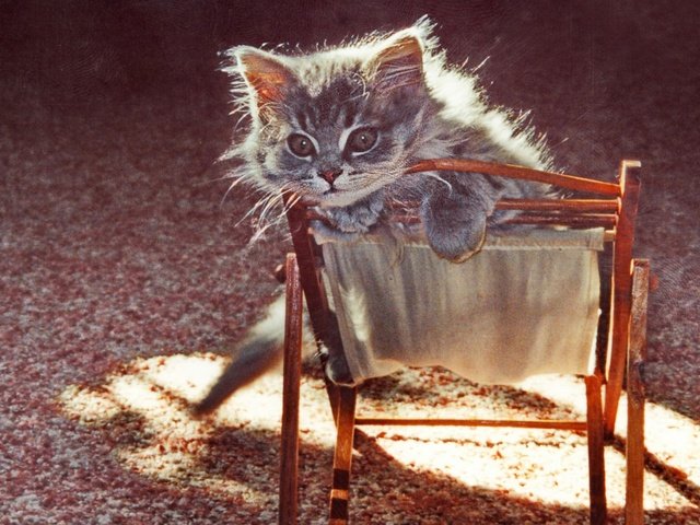 Обои кот, мордочка, усы, кошка, взгляд, котенок, стульчик, cat, muzzle, mustache, look, kitty, chair разрешение 1920x1200 Загрузить