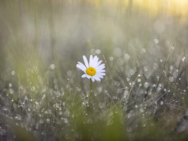 Обои трава, цветок, роса, капли, лепестки, ромашка, размытость, дождь, grass, flower, rosa, drops, petals, daisy, blur, rain разрешение 2048x1365 Загрузить