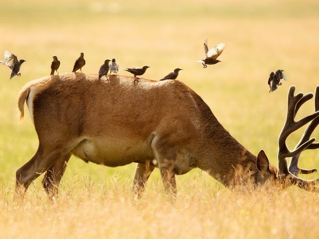 Обои олень, животные, поле, птицы, рога, deer, animals, field, birds, horns разрешение 1920x1200 Загрузить