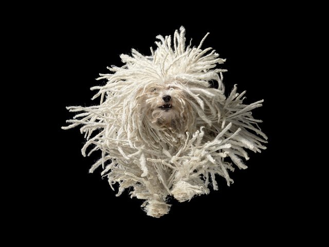 Обои собака, черный фон, пули, бег, tim flach, dog, black background, bullets, running разрешение 3840x2160 Загрузить