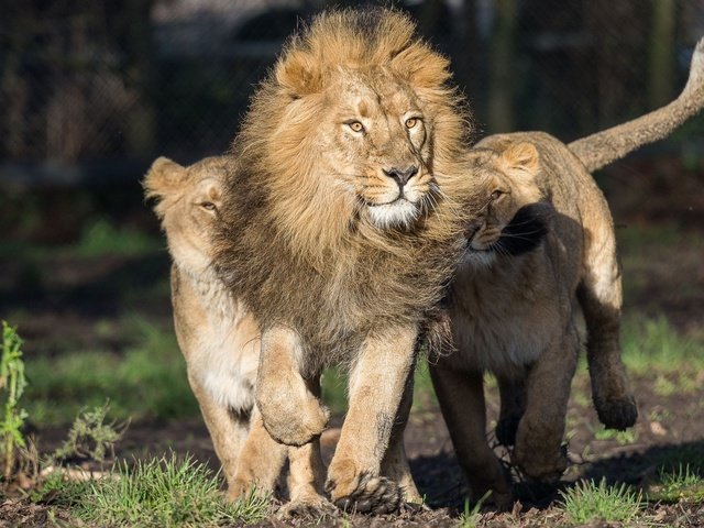 Обои хищник, львы, лев, бег, львица, львёнок, predator, lions, leo, running, lioness, lion разрешение 1920x1200 Загрузить