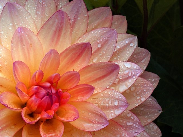 Обои цветок, капли, лепестки, георгин, flower, drops, petals, dahlia разрешение 2400x1537 Загрузить