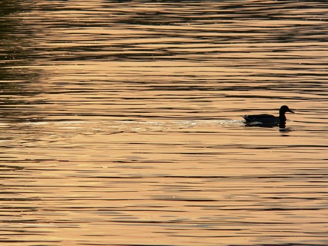 Обои вода, птица, клюв, перья, силуэт, утка, water, bird, beak, feathers, silhouette, duck разрешение 2560x1920 Загрузить