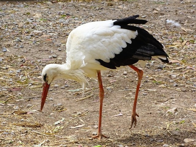 Обои земля, птица, клюв, прогулка, перья, аист, белый аист, earth, bird, beak, walk, feathers, stork разрешение 2500x1675 Загрузить