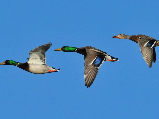 Обои небо, крылья, птицы, клюв, утки, кряква, the sky, wings, birds, beak, duck, mallard разрешение 2139x1080 Загрузить