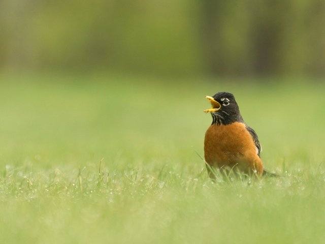 Обои трава, природа, птица, клюв, дрозд, странствующий дрозд, grass, nature, bird, beak, thrush, well, turdus migratorius разрешение 2048x1284 Загрузить