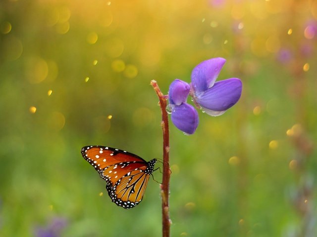 Обои макро, насекомое, цветок, капли, бабочка, крылья, macro, insect, flower, drops, butterfly, wings разрешение 2880x1800 Загрузить