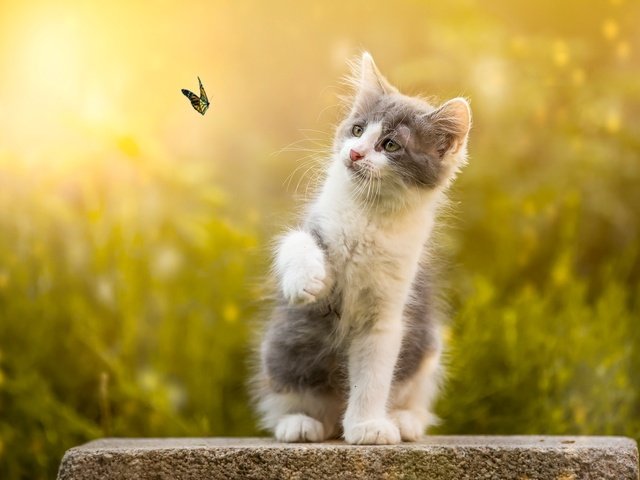 Обои природа, бабочка, котенок, камень, животное, боке, nature, butterfly, kitty, stone, animal, bokeh разрешение 2048x1442 Загрузить