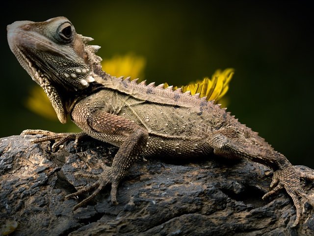 Обои ящерица, камень, одуванчик, рептилия, игуана, боке, лесной дракон, lizard, stone, dandelion, reptile, iguana, bokeh, forest dragon разрешение 2800x1729 Загрузить