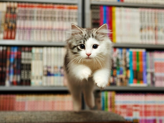 Обои книги, котенок, прыжок, мордашка, испуг, библиотека, books, kitty, jump, face, fright, library разрешение 5443x3062 Загрузить