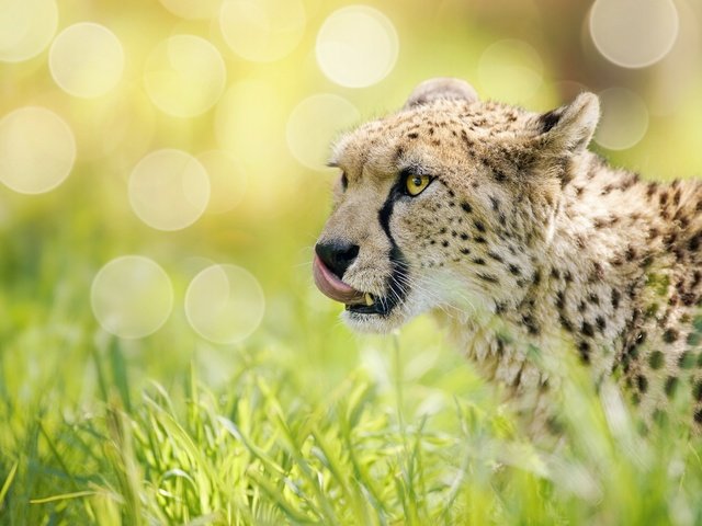 Обои морда, трава, блики, гепард, дикая кошка, боке, face, grass, glare, cheetah, wild cat, bokeh разрешение 5605x3742 Загрузить