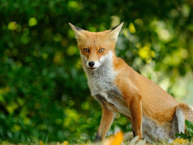 Обои трава, природа, зелень, лес, взгляд, рыжая, поляна, лиса, grass, nature, greens, forest, look, red, glade, fox разрешение 2048x1152 Загрузить