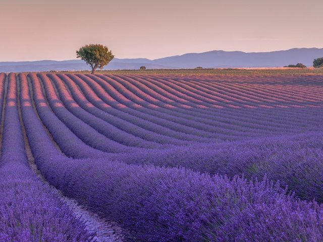 Обои цветы, дерево, поле, лаванда, франция, валансоль, flowers, tree, field, lavender, france, valensole разрешение 2048x1171 Загрузить