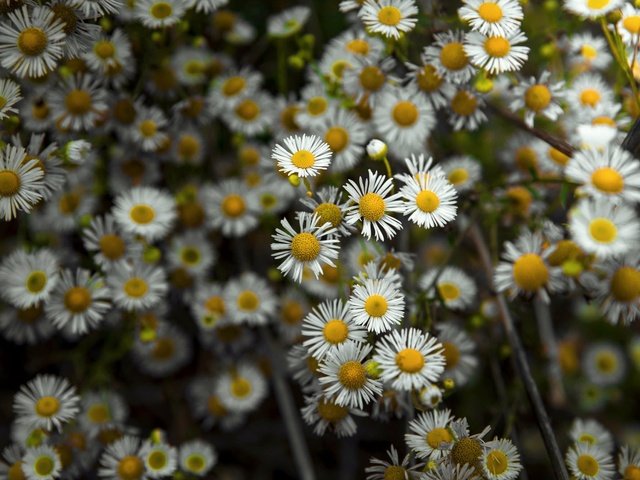 Обои цветы, природа, лепестки, ромашки, белые, flowers, nature, petals, chamomile, white разрешение 1995x1328 Загрузить