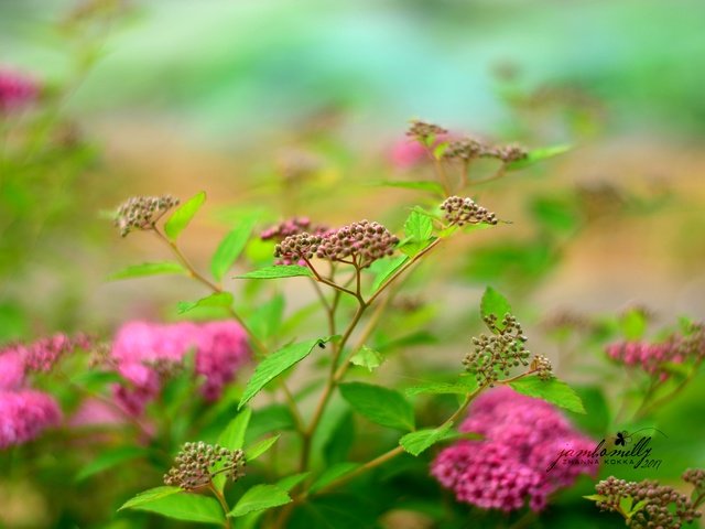 Обои цветы, природа, куст, спирея, flowers, nature, bush, spiraea разрешение 4496x3000 Загрузить