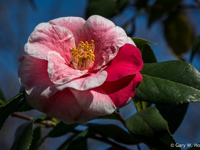 Обои листья, макро, фон, цветок, лепестки, камелия, leaves, macro, background, flower, petals, camellia разрешение 2048x1390 Загрузить