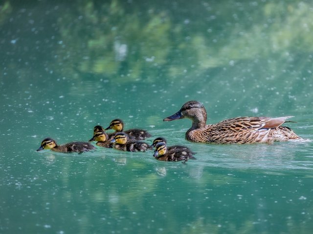 Обои вода, озеро, птицы, клюв, перья, утки, плывут, water, lake, birds, beak, feathers, duck, float разрешение 2048x1387 Загрузить