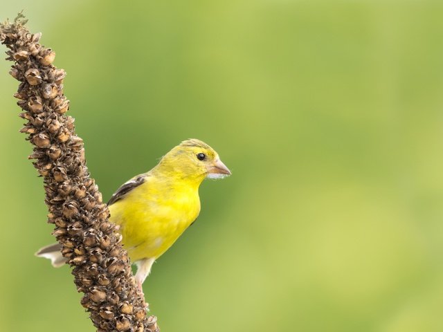 Обои природа, птица, клюв, перья, чиж, американский чиж, nature, bird, beak, feathers, siskin, american siskin разрешение 3000x1896 Загрузить