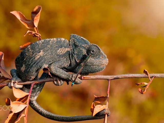 Обои ветка, ящерица, хамелеон, ozturk mustafa, branch, lizard, chameleon, mustafa ozturk разрешение 2000x1358 Загрузить