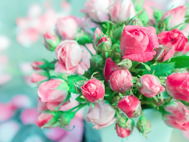 Обои цветы, бутоны, розы, лепестки, букет, розовые розы, flowers, buds, roses, petals, bouquet, pink roses разрешение 3636x2045 Загрузить