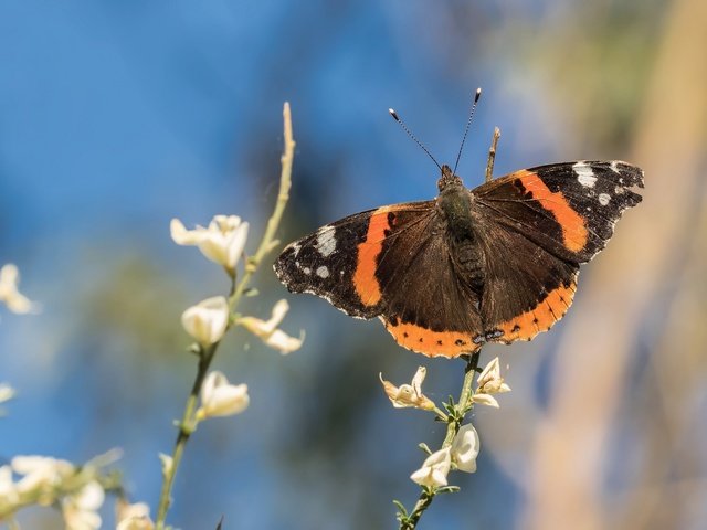 Обои цветы, насекомое, бабочка, крылья, боке, адмирал, нимфалида, flowers, insect, butterfly, wings, bokeh, admiral, nymphalid разрешение 2048x1366 Загрузить