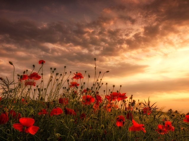 Обои цветы, облака, поле, красные, маки, луг, flowers, clouds, field, red, maki, meadow разрешение 2048x1263 Загрузить