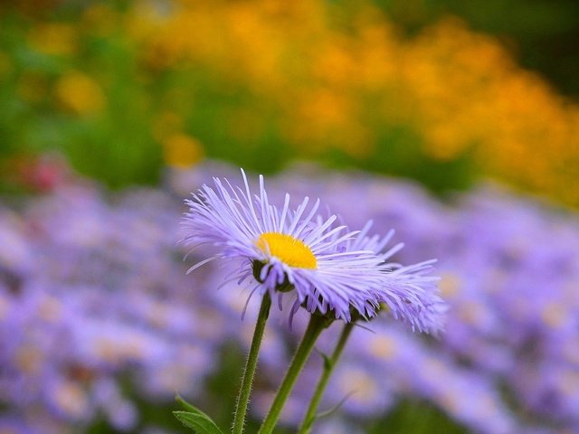 Обои цветы, лепестки, размытость, стебли, астра, астры, астра татарская, flowers, petals, blur, stems, astra, asters, astra tatar разрешение 2000x1239 Загрузить