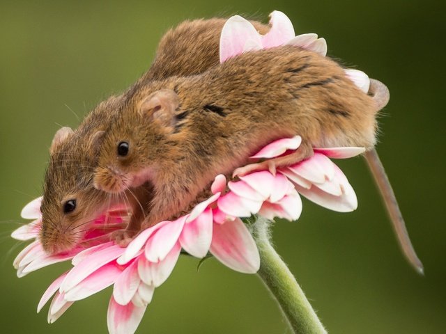 Обои макро, цветок, парочка, мыши, гербера, мышки, harvest mouse, мышь-малютка, macro, flower, a couple, mouse, gerbera, the mouse is tiny разрешение 2048x1719 Загрузить